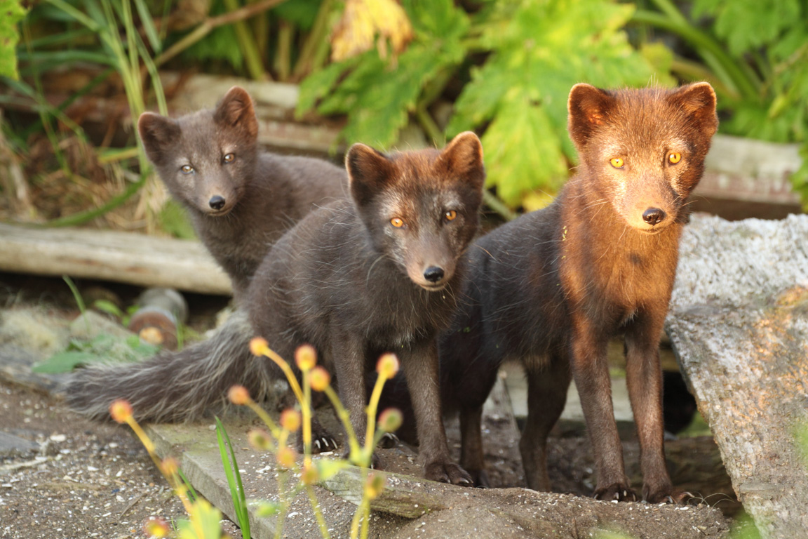 Commander Islands Arctic Foxes: Ecosystem Value, Research and Conservation